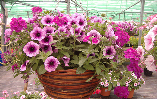 Premium flowers planted in nursery in Chichester