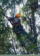 Tree Pruning - Lebanon Arbor Care in Lebanon, Missouri Tree Pruning - Lebanon Arbor Care in Lebanon, Missouri