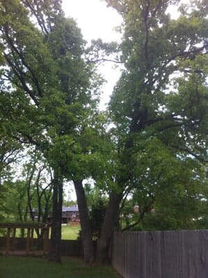 Tree Cabling - Tree Services in Lebanon, MO