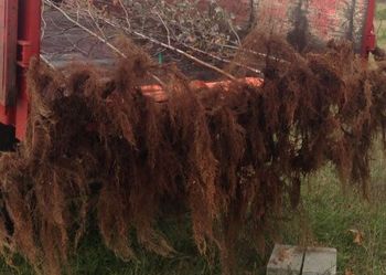Fibrous Roots - Tree Services in Lebanon, MO Fibrous Roots - Tree Services in Lebanon, MO
