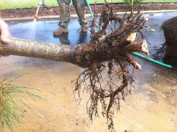 Roots - Tree Services in Lebanon, MO Roots - Tree Services in Lebanon, MO