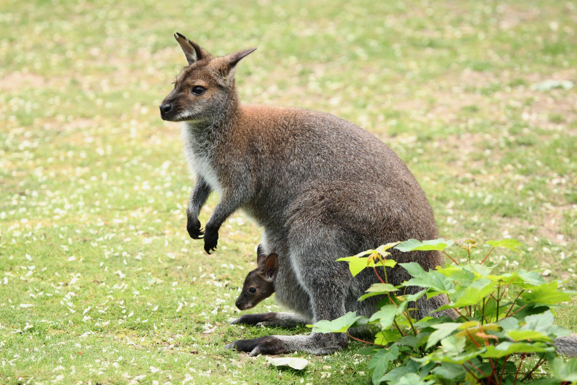 Kangaroo and Wallaby Wildlife Park Tour Gallery