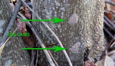 Destroy Spotted Lanternfly Egg Cases
