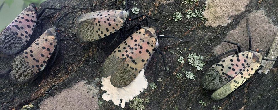 Spotted Lanternfly Management
