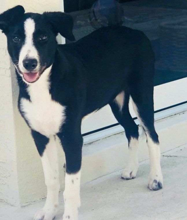 Black and white dog with floppy ears, standing and looking at the camera.