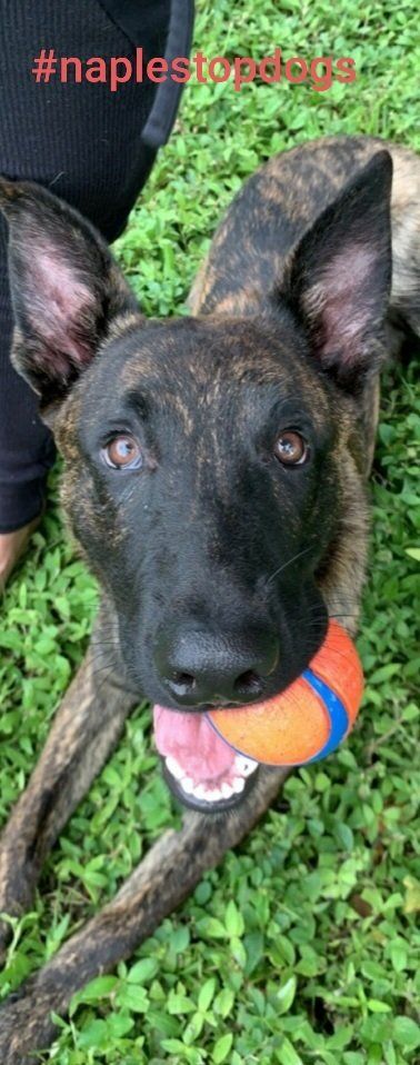 Brindle dog with black snout holding a ball in its mouth, lying in green grass.