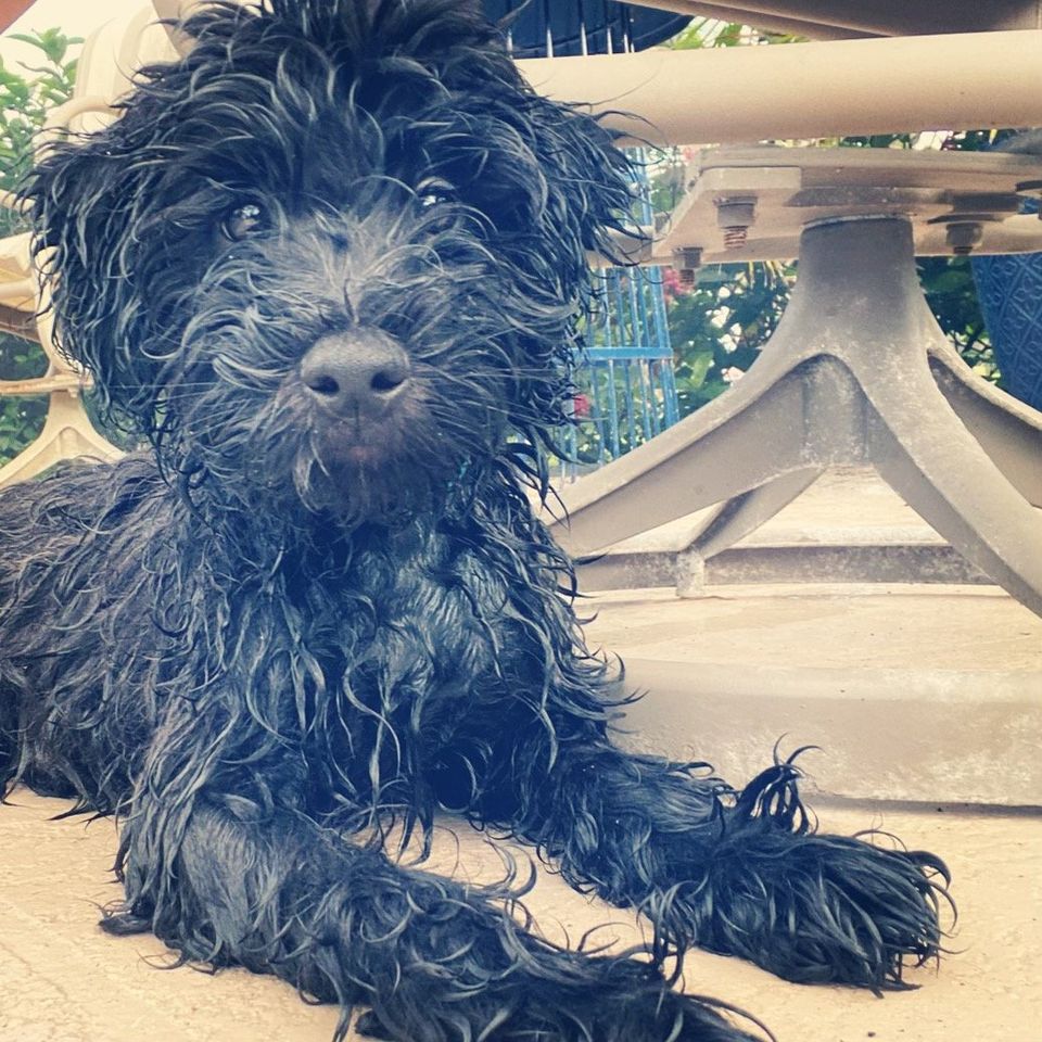 A puppy laying down all wet