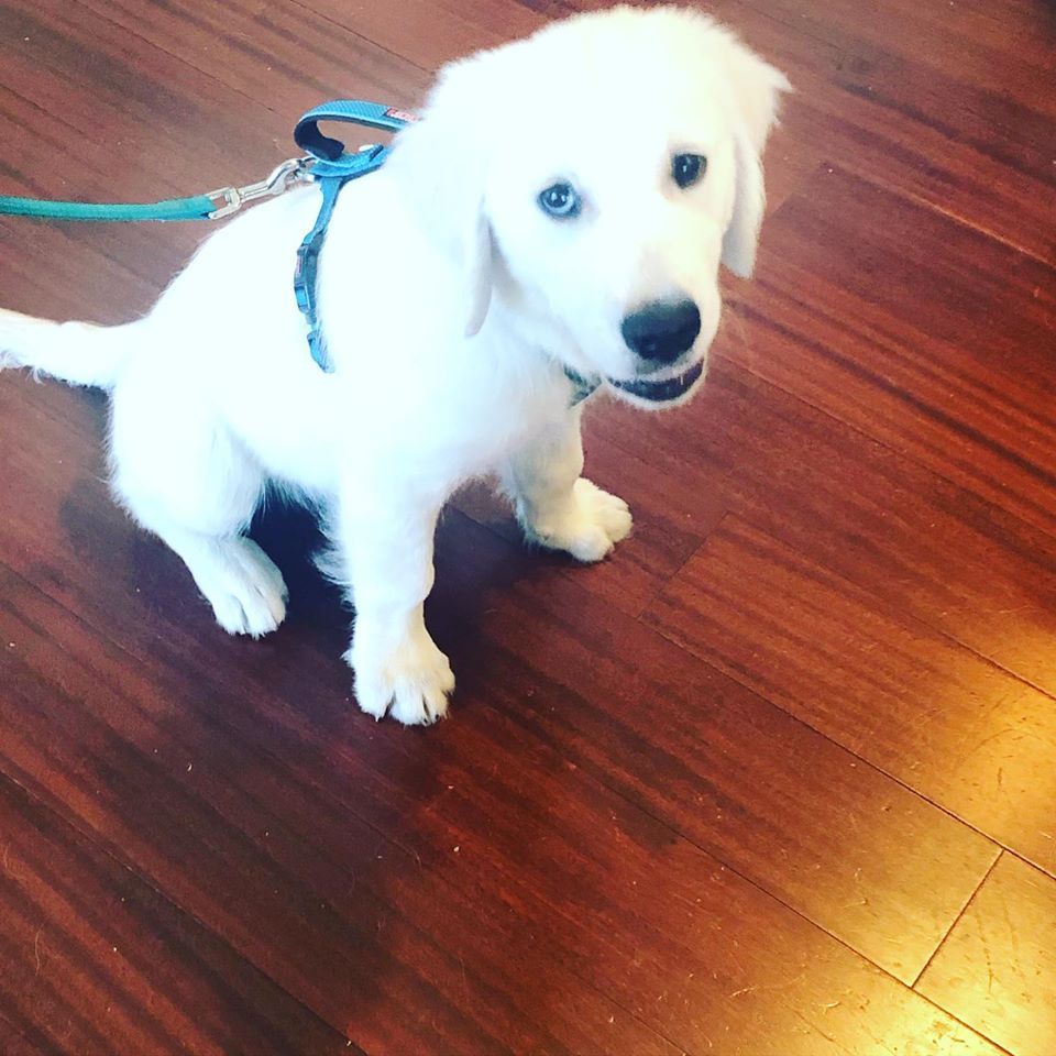 White puppy with blue eyes sits on a wood floor, wearing a blue harness and leash, looking up.