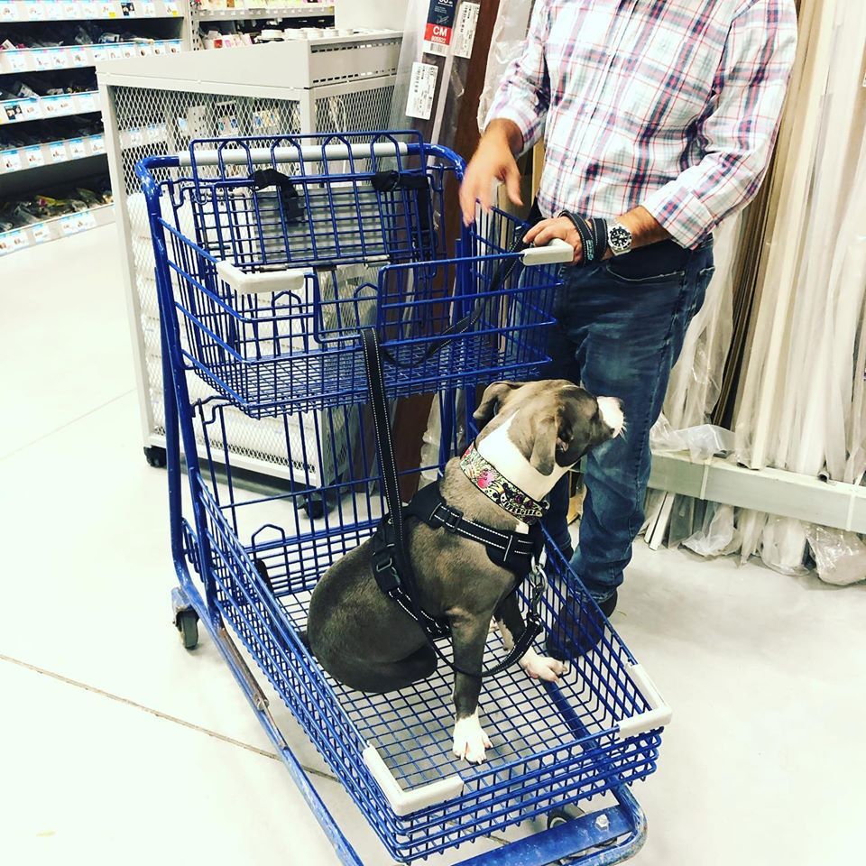 Dog in a blue shopping cart, held by a person in a store. The dog wears a harness.