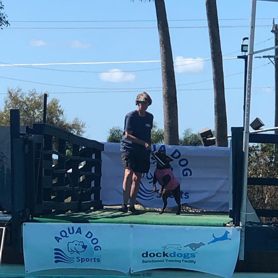 Dog in pink life vest jumps toward water, handler stands on dock platform, 