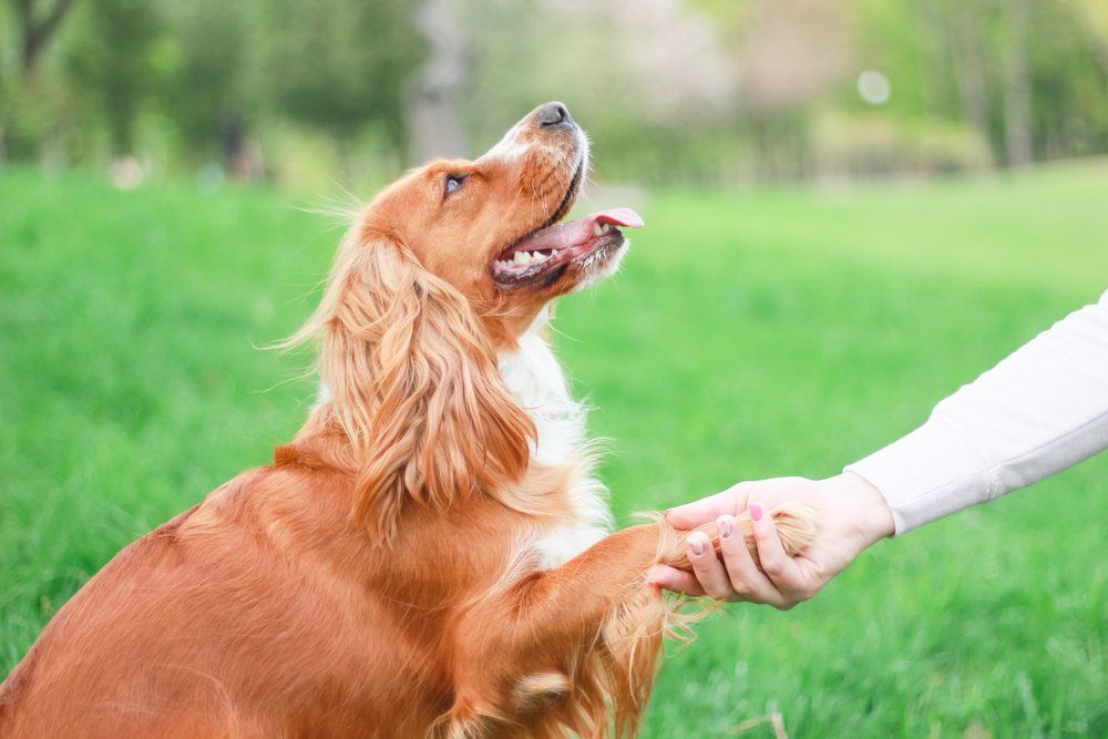 Dog shaking someones hand
