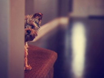 Shy dog hiding behind a wall