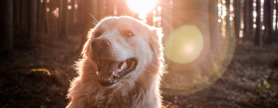 Dog trainer tips for barking
