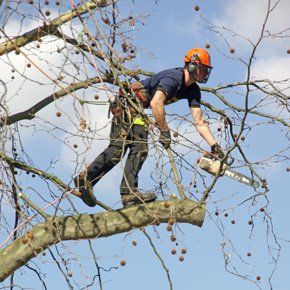 Tree surgeon