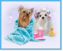 Clean Pets - Dog Grooming Clean Pets - Dog Grooming