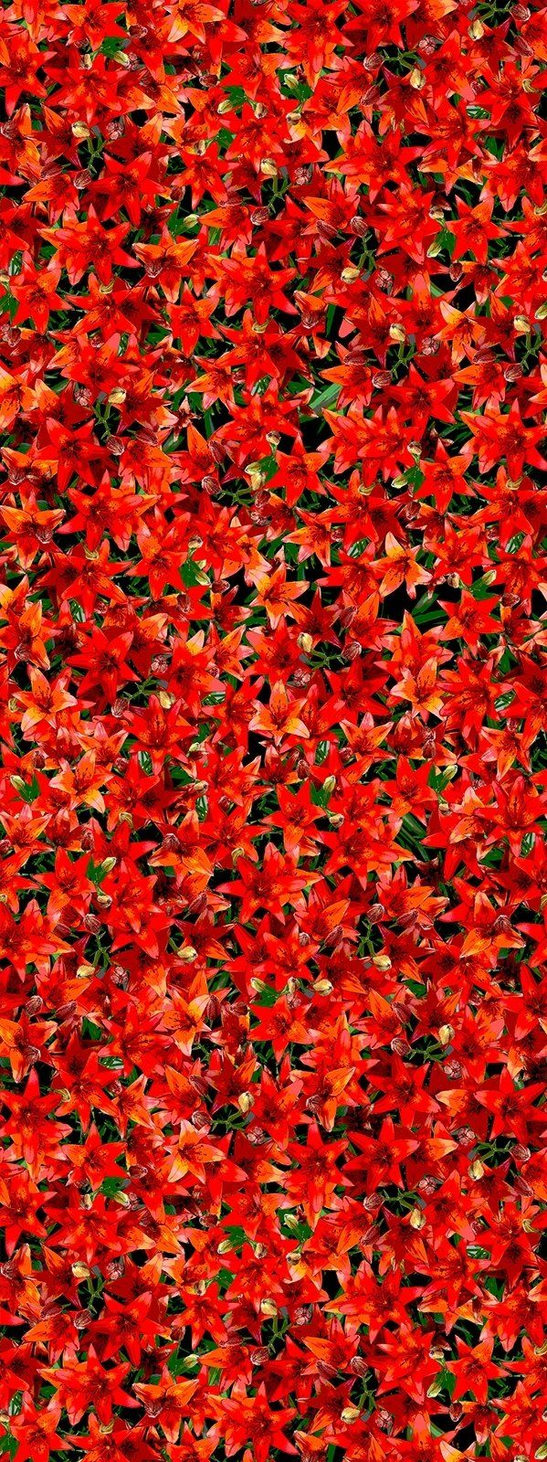 Dense field of red flowers with some green foliage.