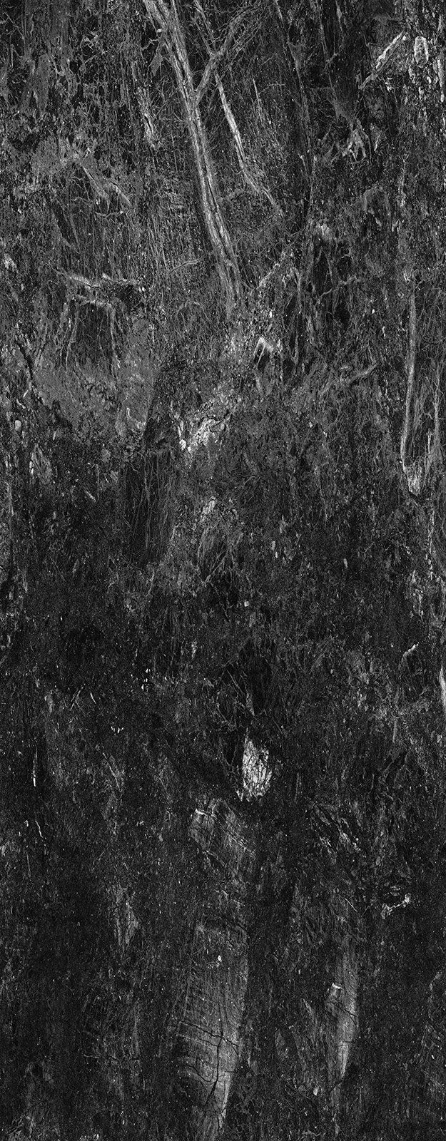 Monochrome view of dense forest foliage. Branches and leaves create a textured pattern.