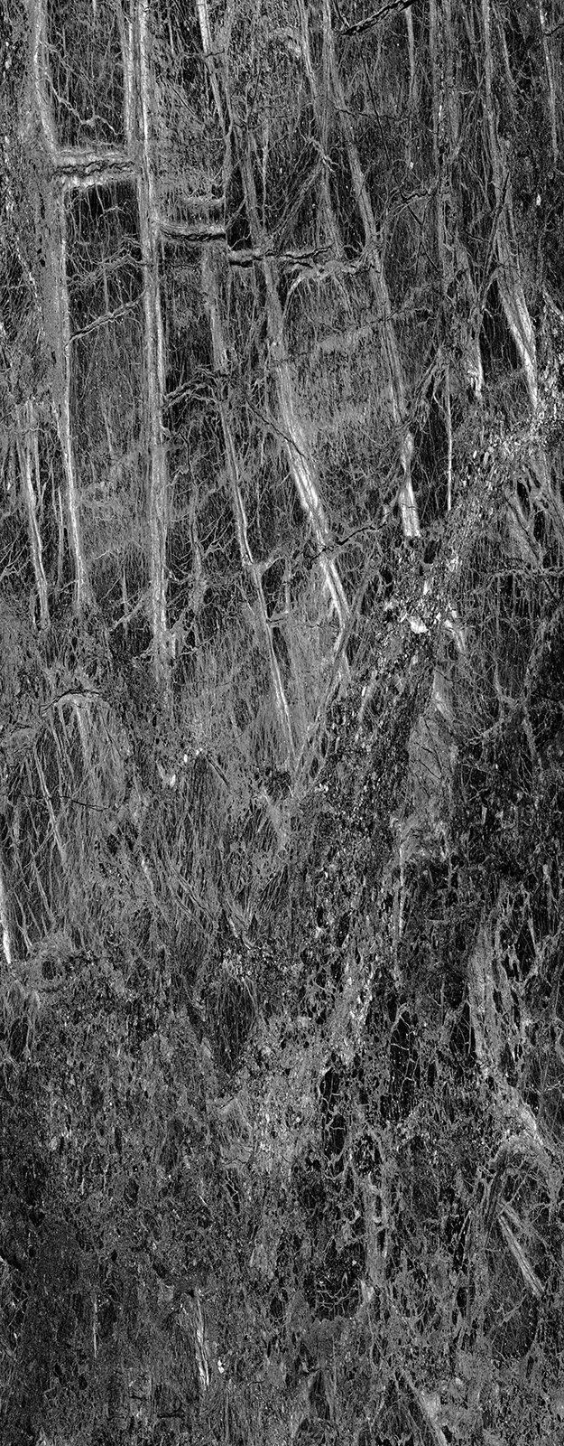 Black and white photograph of a forest with tall trees and dense foliage.