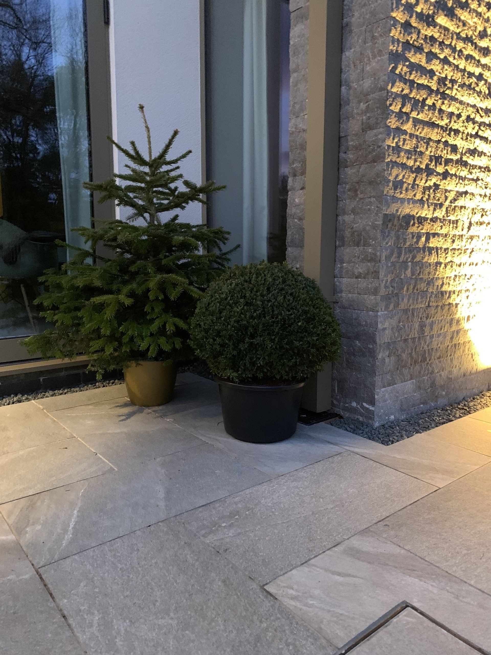 Potted evergreen tree and shrub next to a stone wall on a patio lit by a warm light.