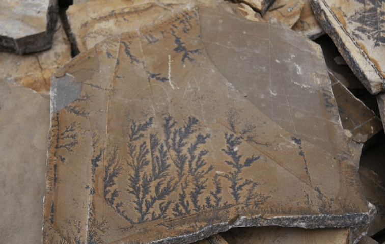 Tan rock slab with dark, branching mineral patterns resembling ferns.