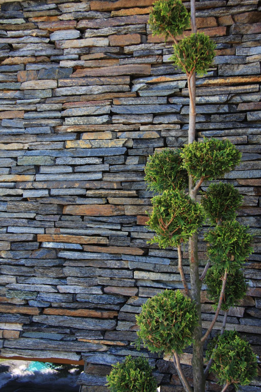 Topiary tree with round green foliage against a textured stone wall.
