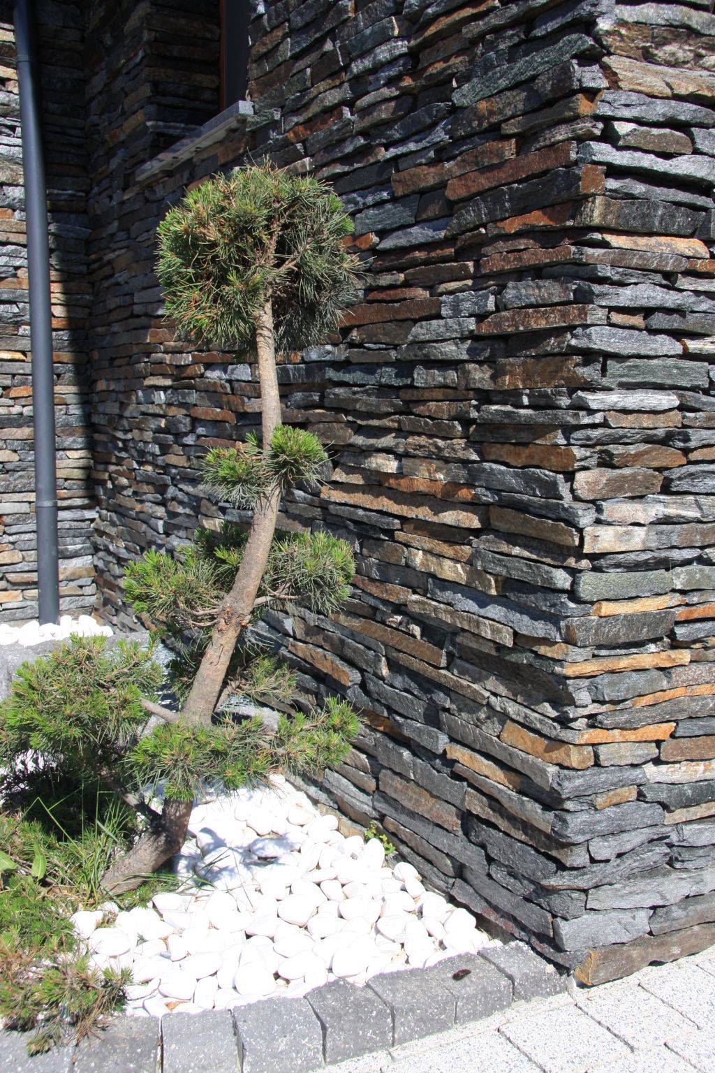 Bonsai tree with layered stone wall background, surrounded by white pebbles.