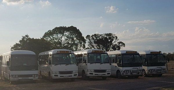 many transport buses