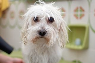 Mobile dog groomers