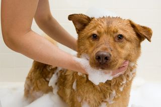 Personalised dog services