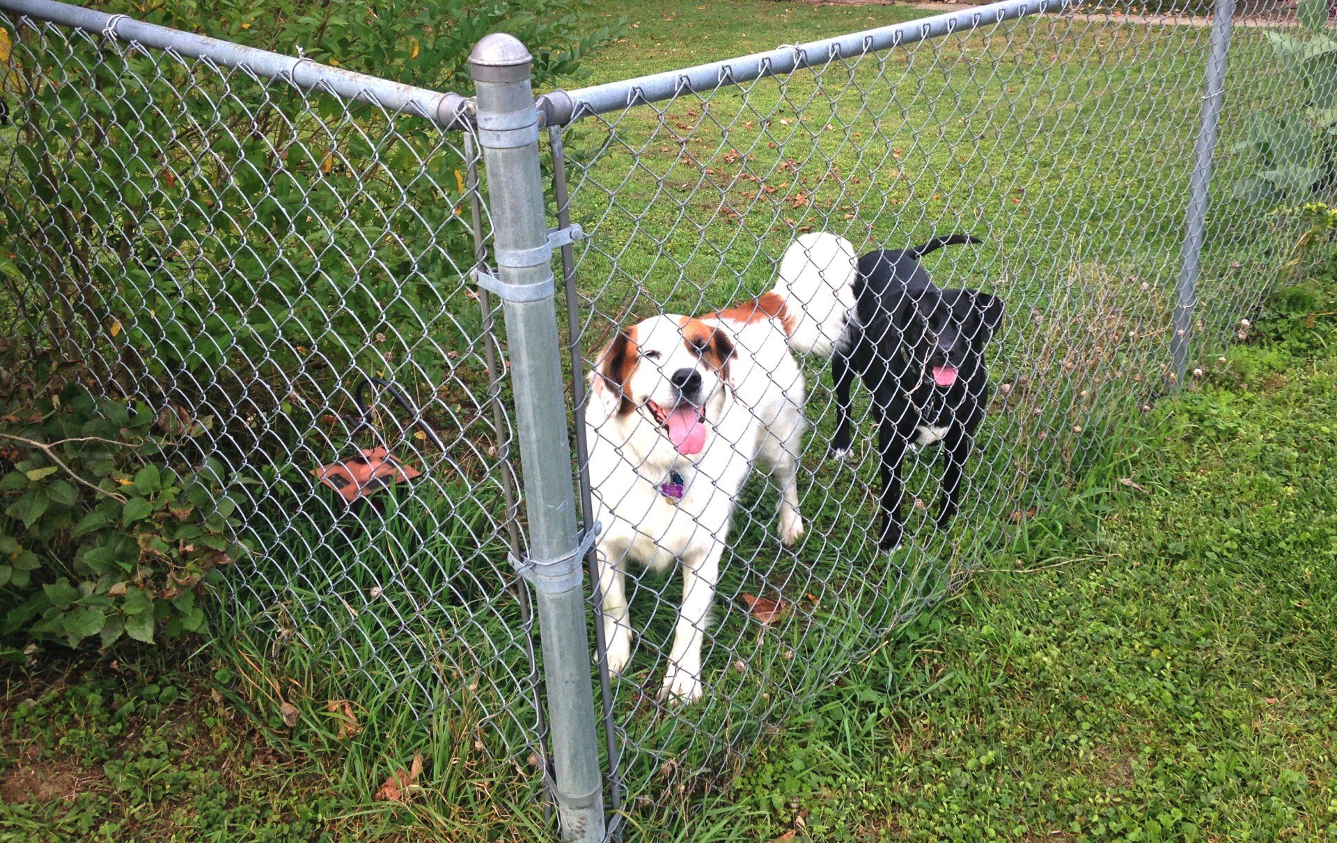 Three dogs are standing behind a chain link fence.