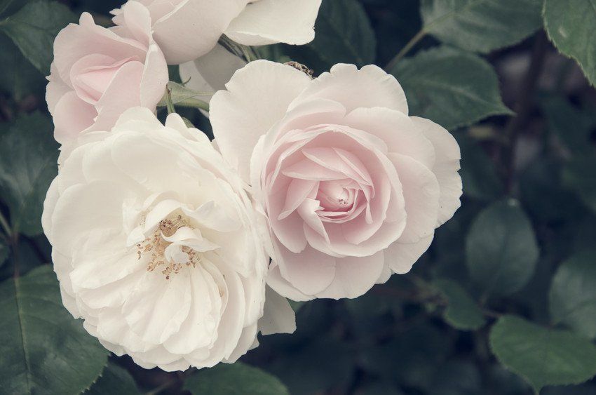 white flowers