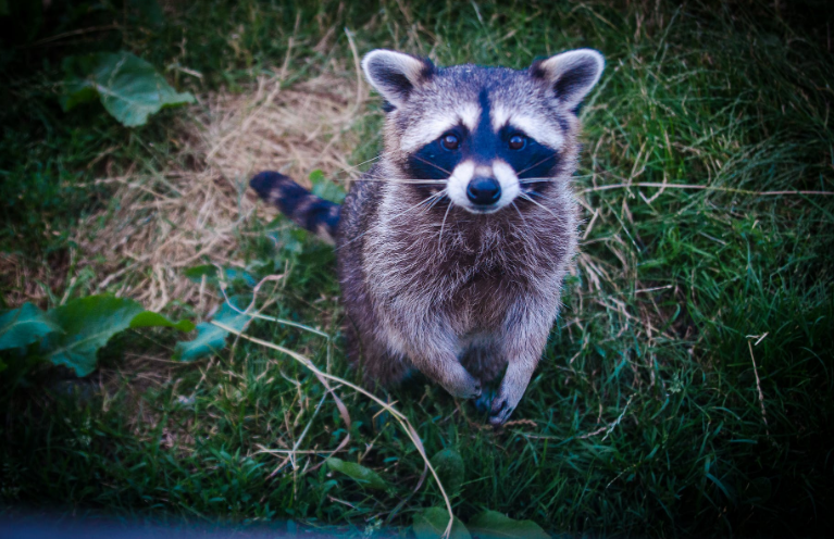 a raccoon is sitting in the grass looking up at the camera .