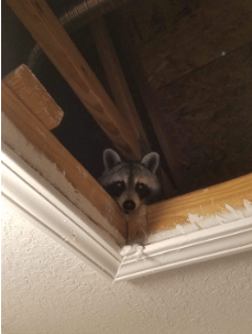 a raccoon peeking out of a hole in the ceiling