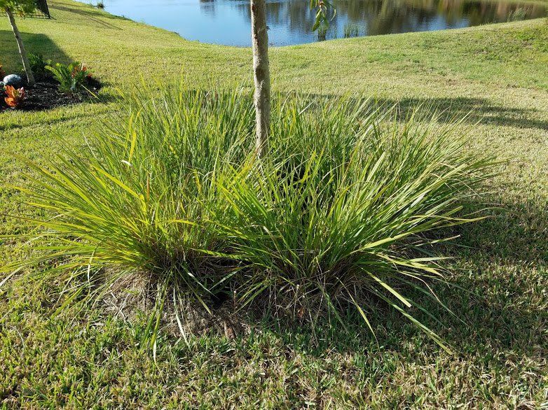 Landscaping on a Budget Sarasota