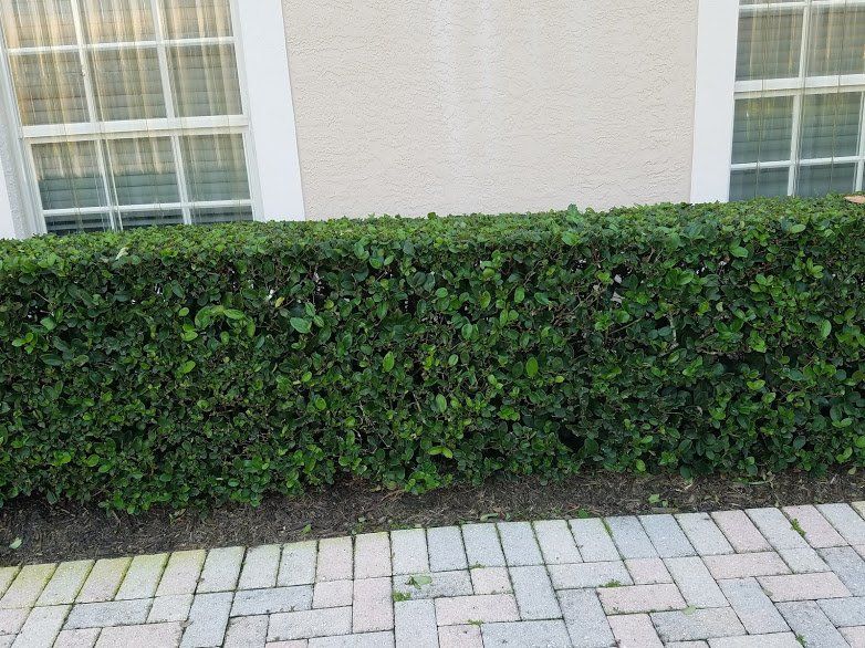Landscaping on a Budget Sarasota