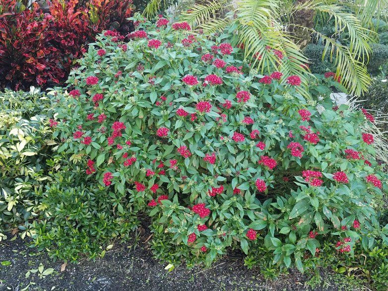 Landscaping on a Budget Sarasota