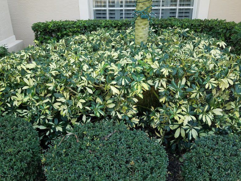 Landscaping on a Budget Sarasota