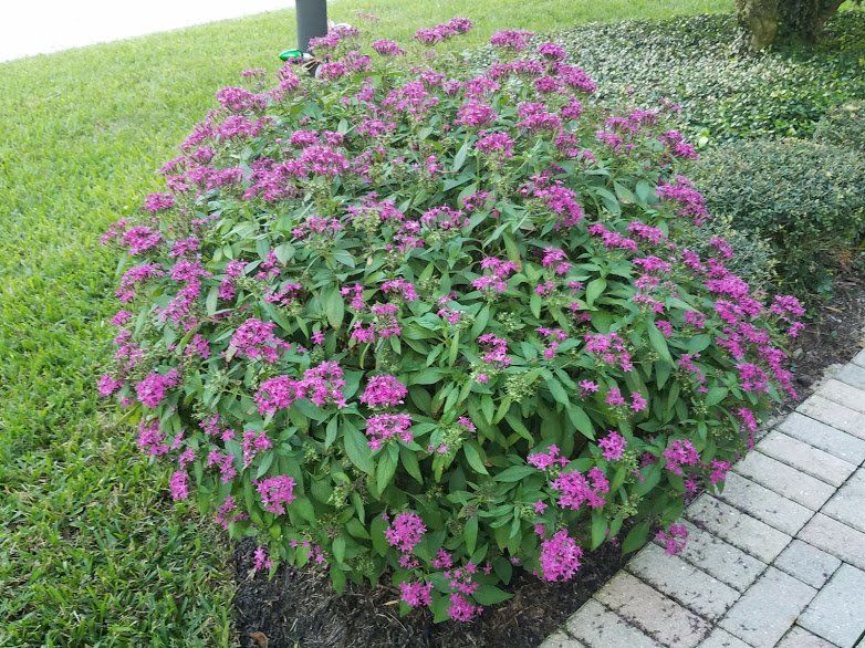Landscaping on a Budget Sarasota