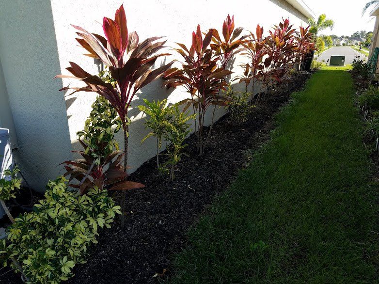 Landscaping on a Budget Sarasota