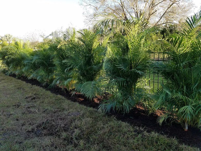 Landscape,Landscaping,Landscape Design,Affordable Landscaping,Flowers,Sod,Garden,Lawn Care,Landscaping on a Budget Sarasota