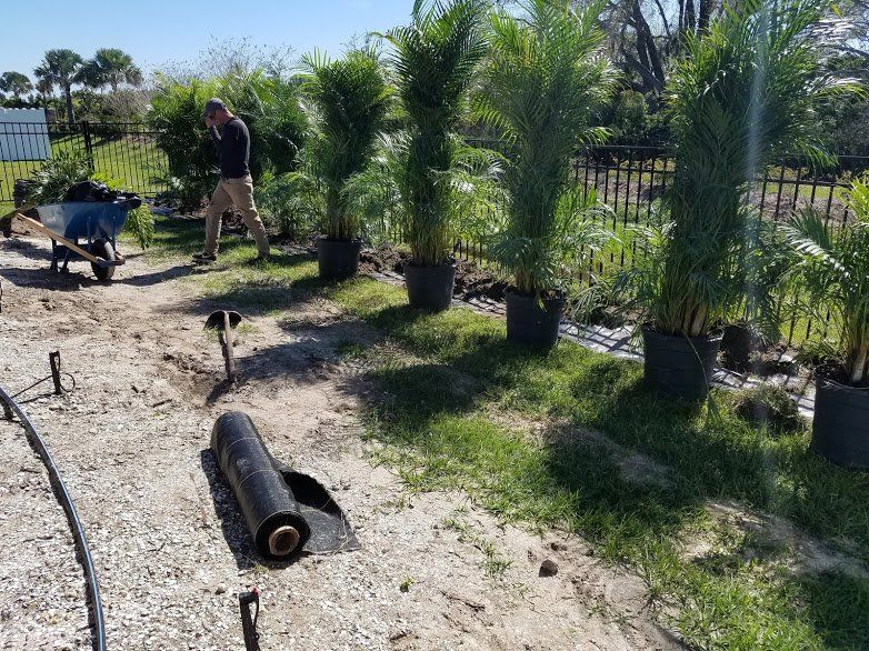 Landscape,Landscaping,Landscape Design,Affordable Landscaping,Flowers,Sod,Garden,Lawn Care,Landscaping on a Budget Sarasota
