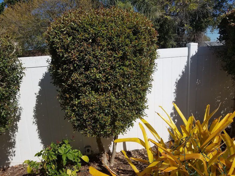 Landscaping on a Budget Sarasota