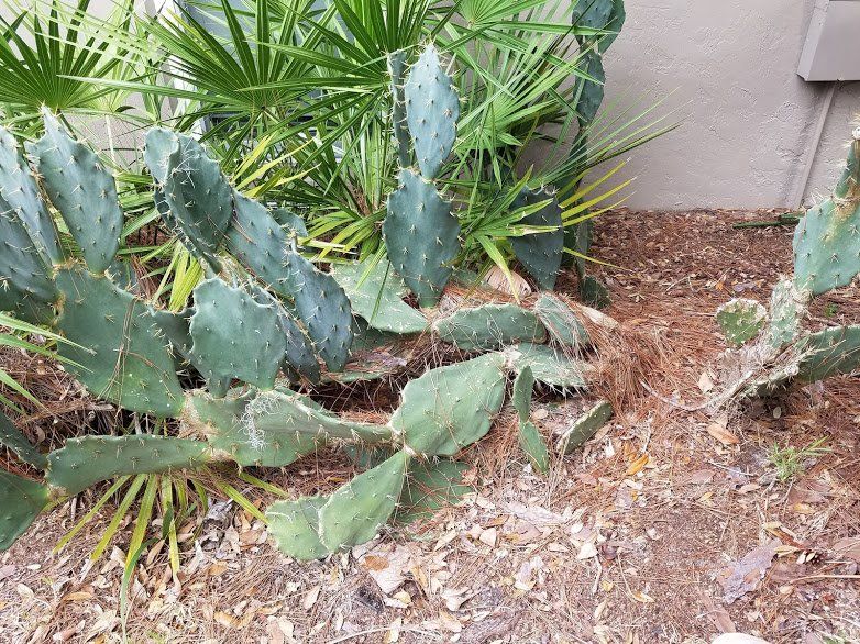 Landscaping on a Budget Sarasota
