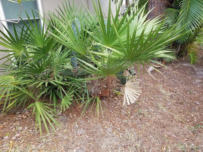 Landscaping on a Budget Sarasota