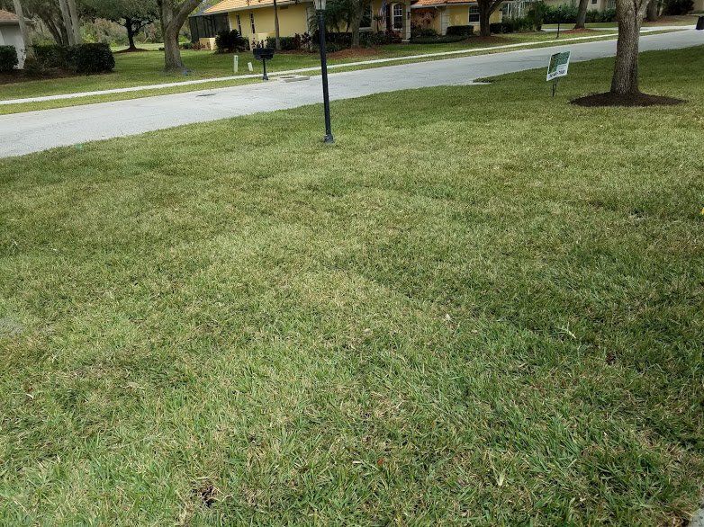 Landscaping on a Budget Sarasota
