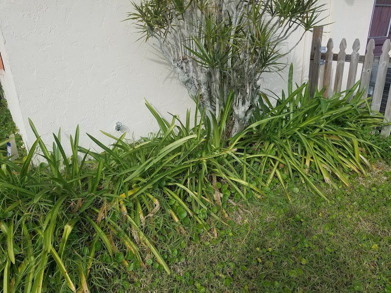 Landscaping on a Budget Sarasota