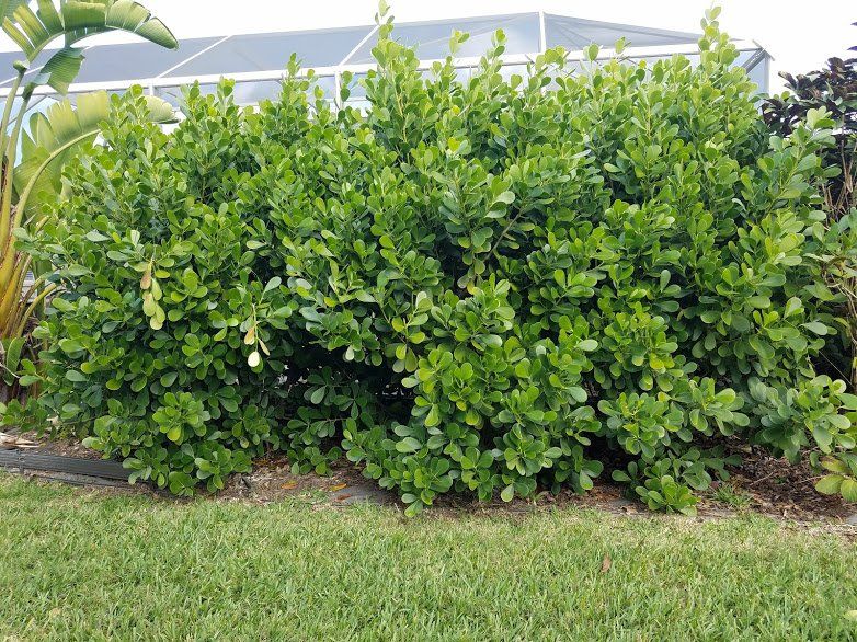 Landscaping on a Budget Sarasota