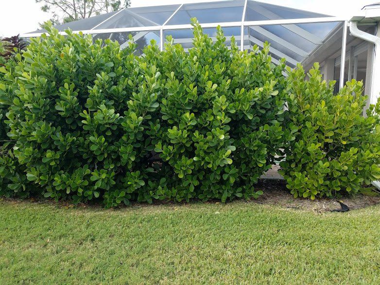 Landscaping on a Budget Sarasota