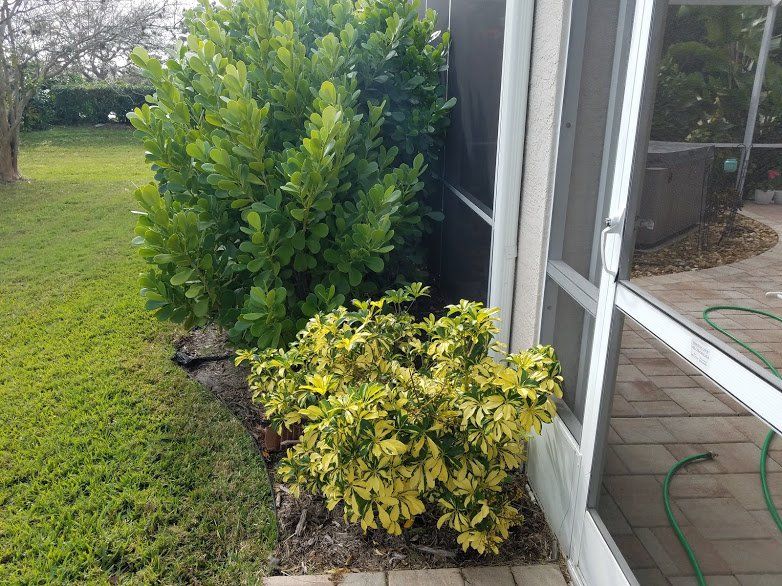 Landscaping on a Budget Sarasota