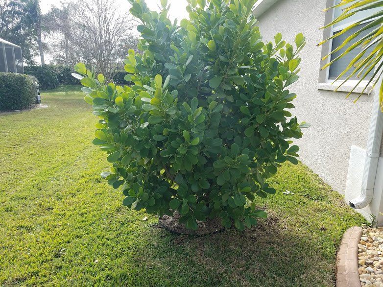 Landscaping on a Budget Sarasota